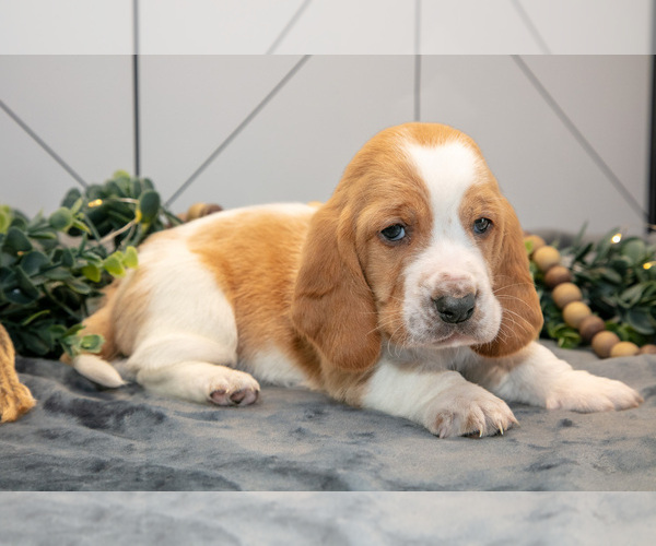 Medium Photo #1 Basset Hound Puppy For Sale in FRESNO, OH, USA