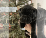 Small Photo #8 Cane Corso Puppy For Sale in SOULSBYVILLE, CA, USA