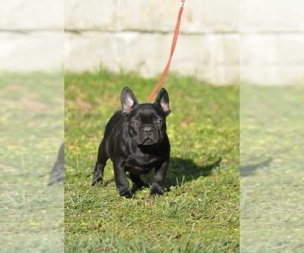 Medium Photo #4 French Bulldog Puppy For Sale in Kiskoros, Bacs-Kiskun, Hungary