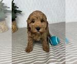 Small Photo #1 Cavapoo Puppy For Sale in GREENFIELD, IN, USA