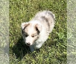 Small #8 Shetland Sheepdog