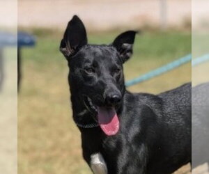 Australian Kelpie-Unknown Mix Dogs for adoption in Canton, CT, USA