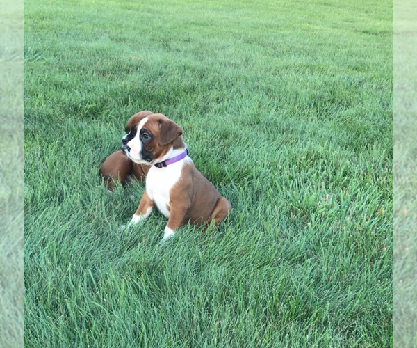 Medium Photo #3 Boxer Puppy For Sale in APPLE CREEK, OH, USA