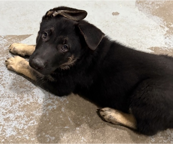 Medium Photo #4 German Shepherd Dog Puppy For Sale in BRIGHTON, CO, USA