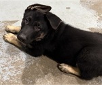 Small #3 German Shepherd Dog