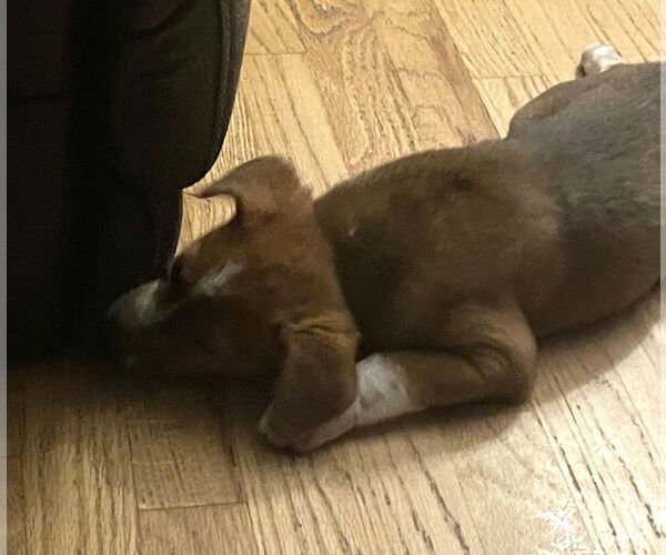 Medium Photo #2 Beagle-Red Heeler Mix Puppy For Sale in Fenton, MO, USA