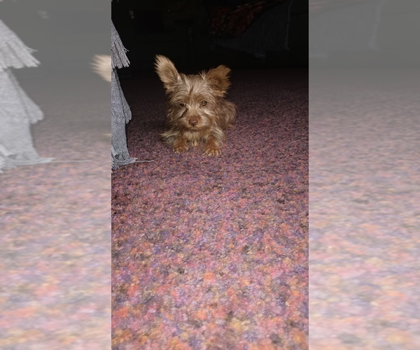 Medium Photo #5 Yorkshire Terrier Puppy For Sale in BENSON, NC, USA