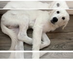 Small #5 Great Pyrenees