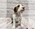 Small Photo #4 Goldendoodle Puppy For Sale in SOUTH ORANGE, NJ, USA