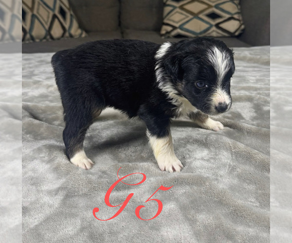 Medium Photo #48 Australian Shepherd Puppy For Sale in SALISBURY, NC, USA