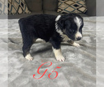 Small Photo #48 Australian Shepherd Puppy For Sale in SALISBURY, NC, USA