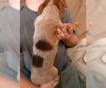 Small Photo #3 Australian Cattle Dog Puppy For Sale in BEN WHEELER, TX, USA