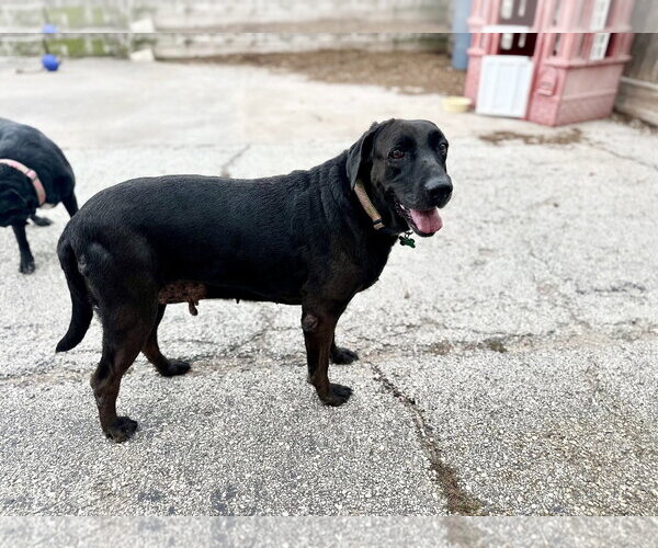 Medium Photo #2 Labrador Retriever-Unknown Mix Puppy For Sale in Houston, TX, USA