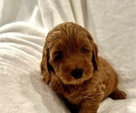 Litter of 6 - Male(s) and Female(s) Goldendoodle (Miniature)Litter of Puppies for Sale - Photo #12