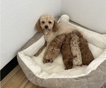 Small Photo #1 Poodle (Toy) Puppy For Sale in MADERA, CA, USA