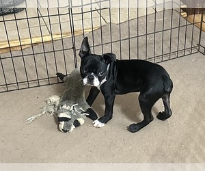 Boston Terrier Puppy for Sale in GLOUCESTER, Virginia USA