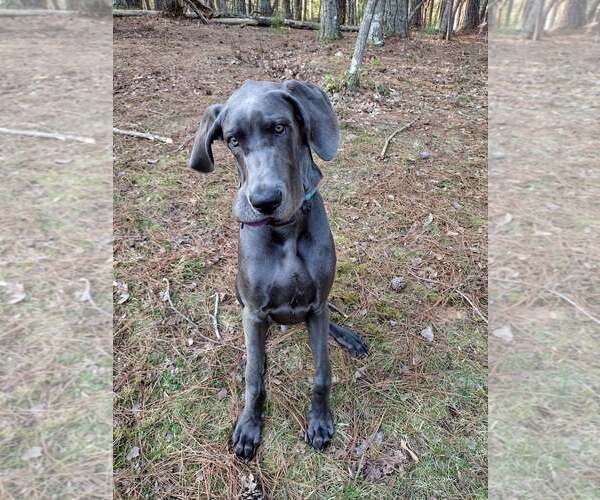 Medium Photo #3 Great Dane Puppy For Sale in Huntersville, NC, USA