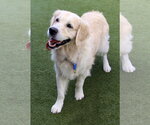Small Photo #1 Golden Retriever Puppy For Sale in Glendale , AZ, USA