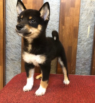 Medium Photo #1 Shiba Inu Puppy For Sale in NEW YORK, NY, USA