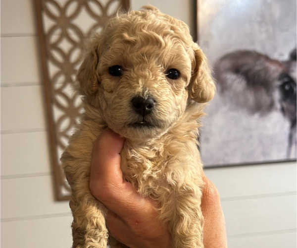 Medium Photo #5 Maltipoo (Miniature) Puppy For Sale in DOUGLAS, GA, USA