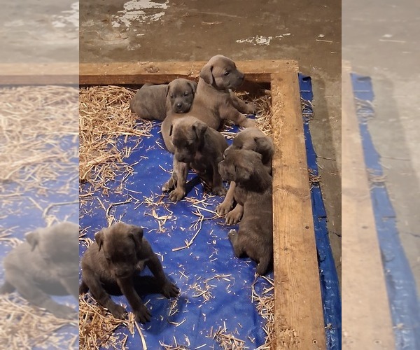 Medium Photo #2 America Bandogge Mastiff-Cane Corso Mix Puppy For Sale in KANSAS CITY, MO, USA