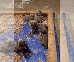 Small #1 America Bandogge Mastiff-Cane Corso Mix
