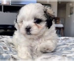 Small Photo #1 Shih-Poo-Zuchon Mix Puppy For Sale in GALENA, NV, USA