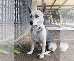 Small German Shepherd Dog