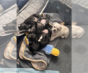 Mutt Puppy for sale in ORANGE, CA, USA