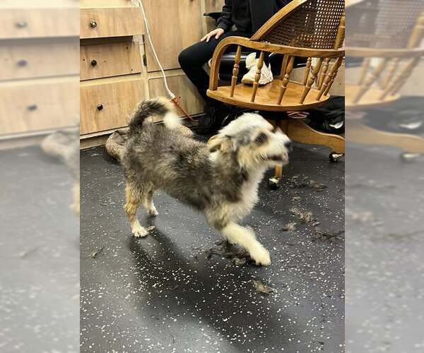 Medium Photo #1 Mutt Puppy For Sale in Jackson Township, NJ, USA