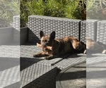Small French Bulldog