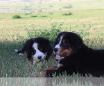 Small Photo #8 Bernese Mountain Dog Puppy For Sale in WESTCLIFFE, CO, USA