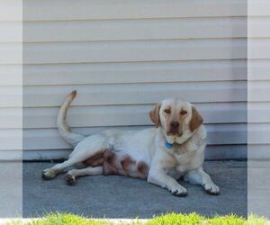 Mother of the Labrador Retriever puppies born on 03/23/2026