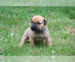 Puppy Skrump Boerboel