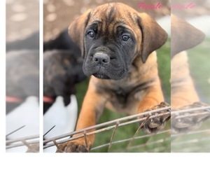 Cane Corso Puppy for sale in MARIPOSA, CA, USA