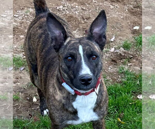 Medium Photo #2 Mutt Puppy For Sale in Canton, CT, USA