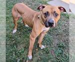 Small American Pit Bull Terrier