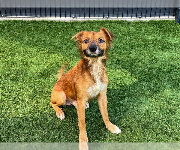 Medium Photo #1 Chion Puppy For Sale in Orange, CA, USA