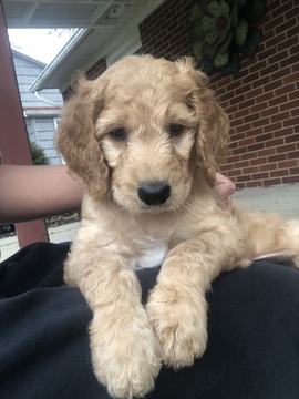 Medium Photo #4 Goldendoodle Puppy For Sale in SHELBY, OH, USA