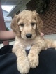 Small Photo #4 Goldendoodle Puppy For Sale in SHELBY, OH, USA