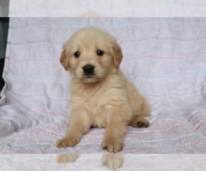 Golden Retriever Puppy for sale in SHILOH, OH, USA