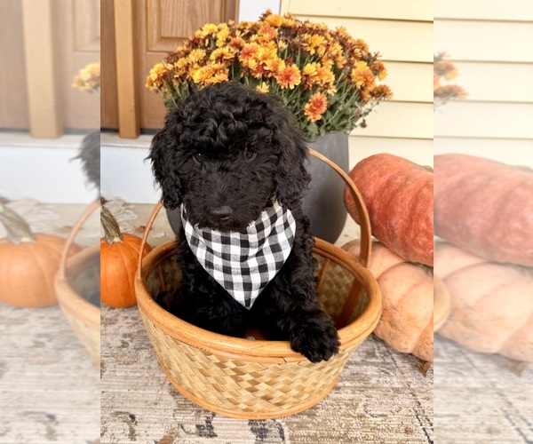 Medium Photo #1 Golden Mountain Doodle  Puppy For Sale in UPLAND, IN, USA
