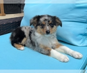 Australian Shepherd Puppy for sale in FRANKLIN, IN, USA