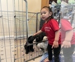 Small Photo #8 Labrador Retriever Puppy For Sale in OAKLEY, CA, USA
