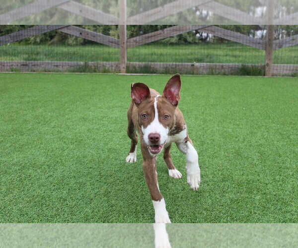 Medium Photo #3 Mutt Puppy For Sale in Chestertown, MD, USA