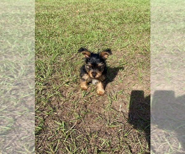 Medium Photo #1 Yorkshire Terrier Puppy For Sale in PLANT CITY, FL, USA
