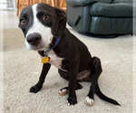 Small #2 Border Collie Mix
