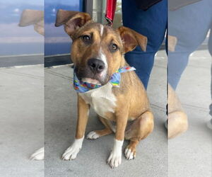 Mutt Dogs for adoption in Woodbury, NY, USA