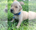 Small Photo #5 Golden Retriever Puppy For Sale in EDOM, TX, USA