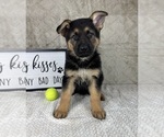 Small #6 German Shepherd Dog